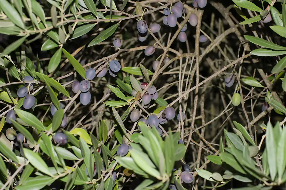 Prima della raccolta olive.