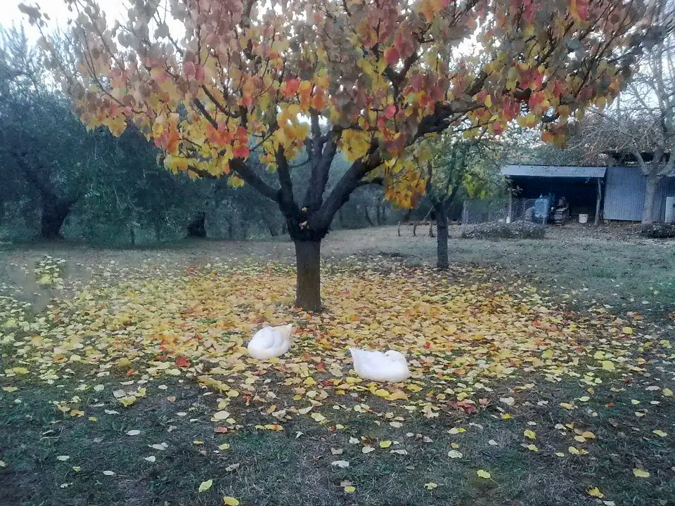 Oche e foliage di albicocco.